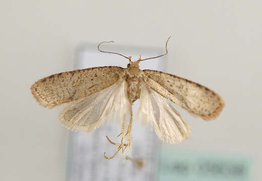 Image de Agonopterix astrantiae Heinemann 1870