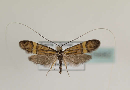 Image of Nemophora scopolii