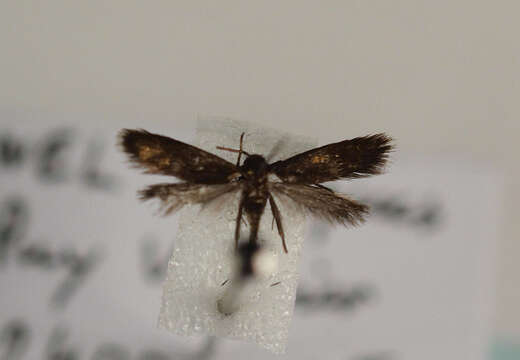 Image of Cauchas fibulella