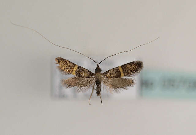 Image of Nemophora associatella Zeller 1839