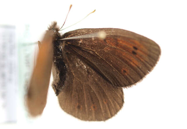 Image of Erebia pandrose