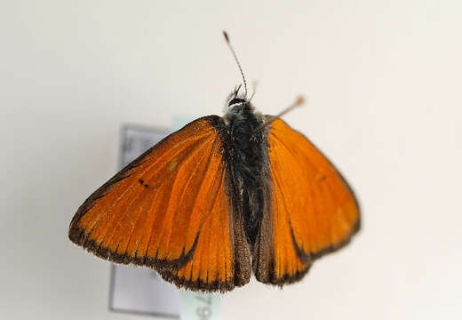 Image of <i>Lycaena hippothoe</i>