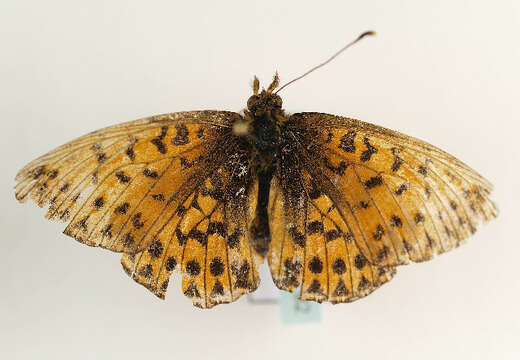 Plancia ëd <i>Boloria titania</i>