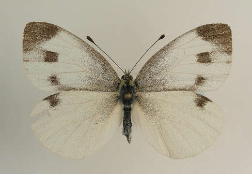 Image of Southern Small White