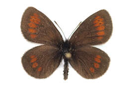 Image of Lesser Mountain Ringlet