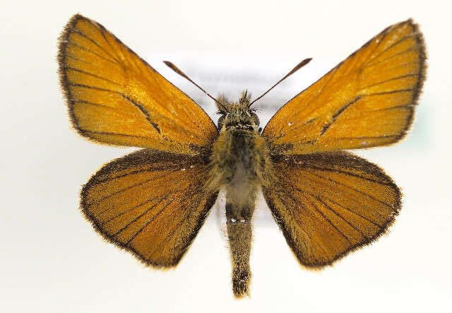 Image of small skipper