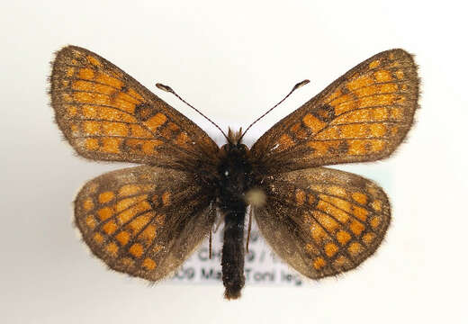 Imagem de Melitaea varia