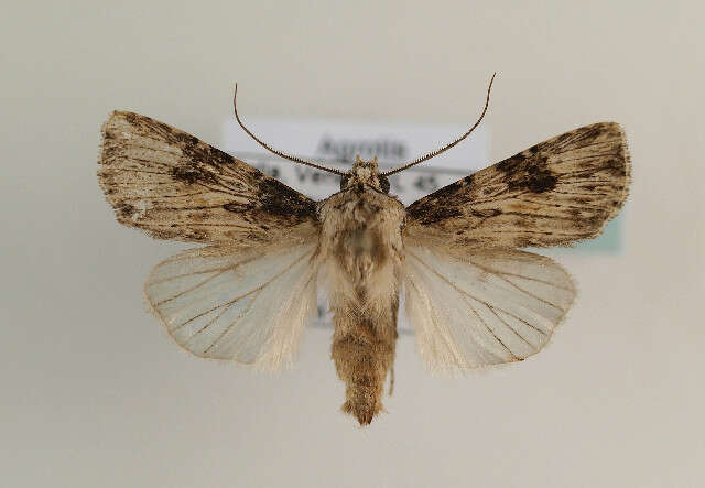 صورة <i>Agrotis catalaunensis</i>