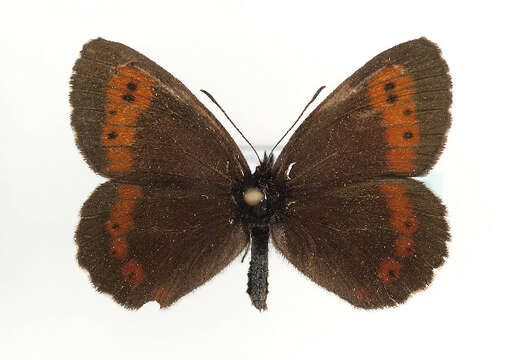 Image of Erebia euryale Esper 1777