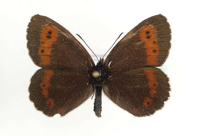 Image of Erebia euryale Esper 1777