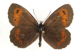 Image of Erebia euryale Esper 1777