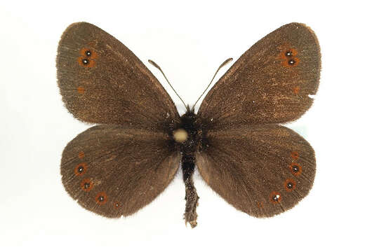 Image of Bright-eyed Ringlet