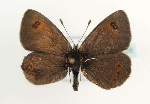 صورة Erebia cassioides Esper 1790