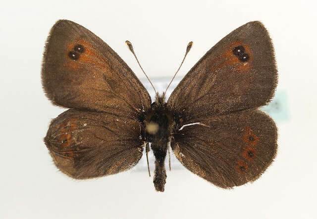 Image of Common Brassy Ringlet