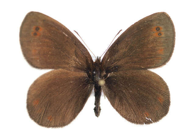 Image of Water Ringlet