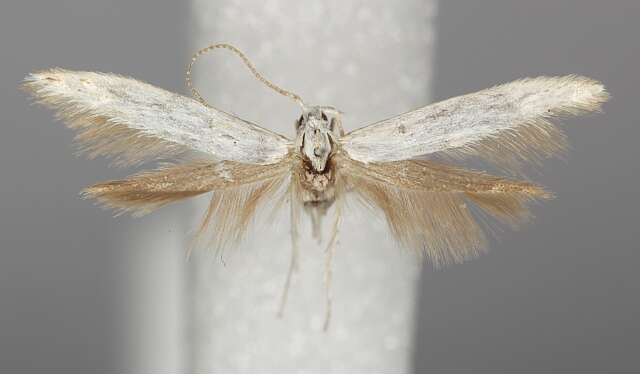 Image of Coleophora ibipennella Zeller 1849