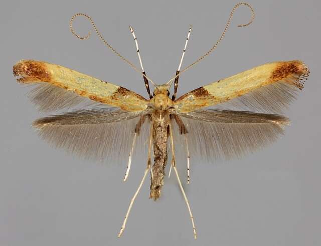 Image of Caloptilia hemidactylella