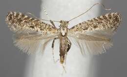 Image of Hazel Slender