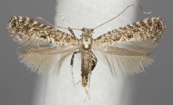 Image of Hazel Slender