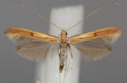 Image of Caloptilia elongella (Linnaeus 1761)