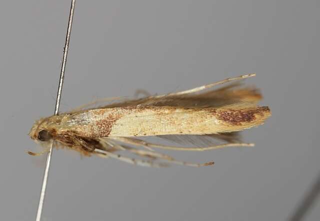 Image of Caloptilia hemidactylella