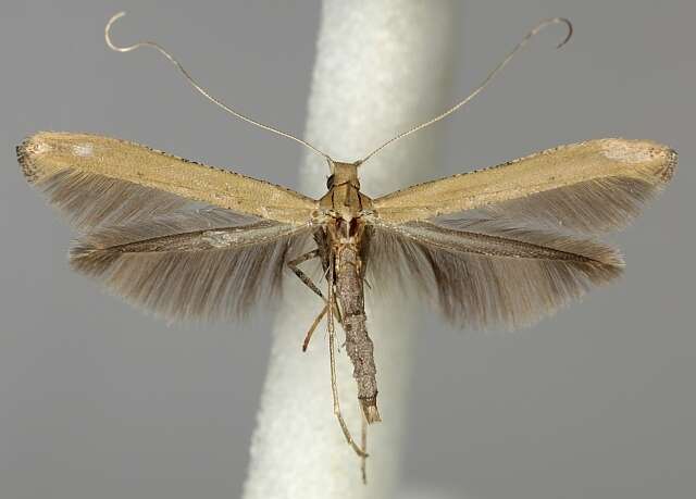 Image of walnut leaf miner