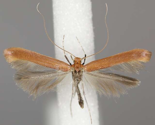 Sivun Caloptilia rufipennella (Hübner 1796) kuva