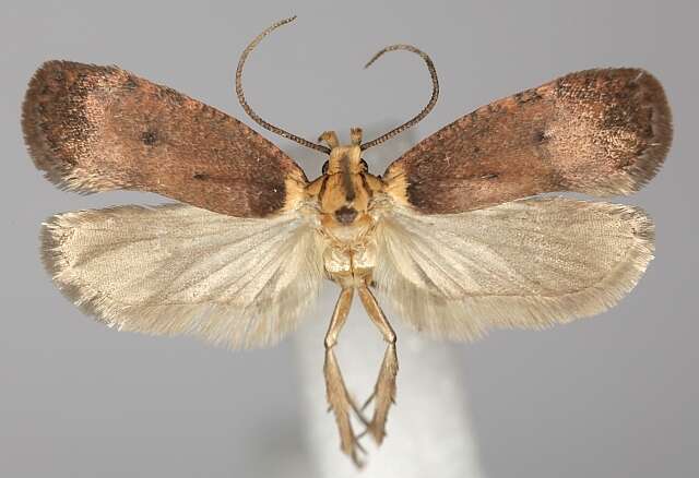 Image of Agonopterix paraselini