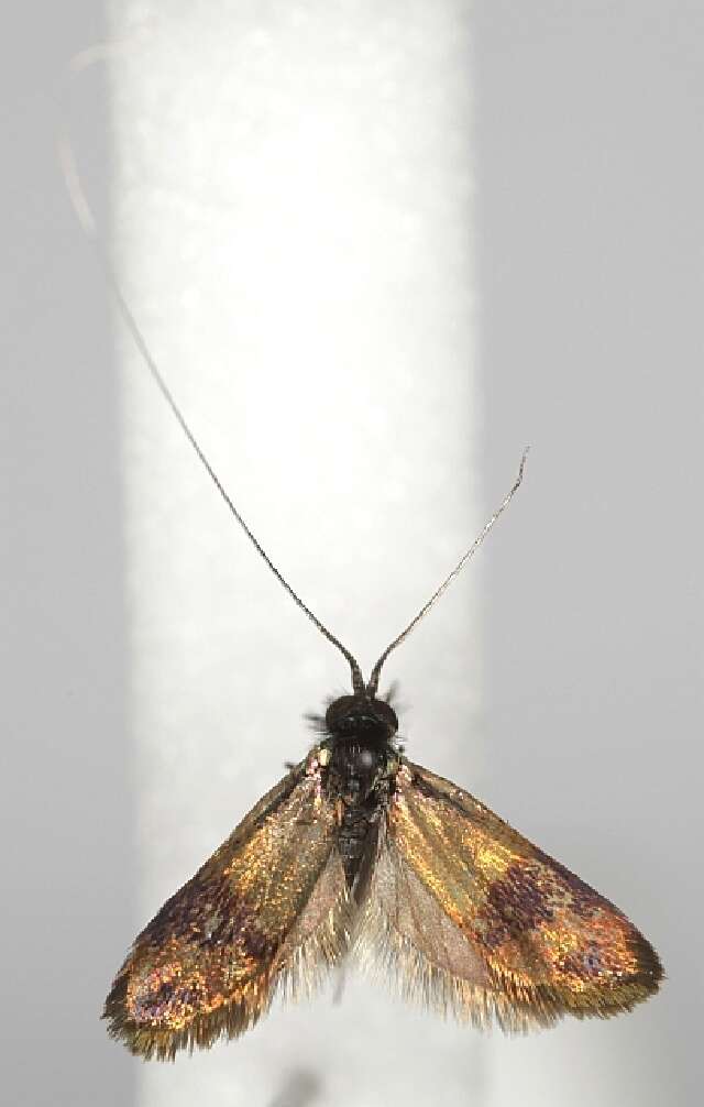 Image of Nemophora minimella Zeller 1853