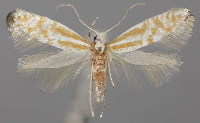 Image of Argyresthia abdominalis Zeller 1839