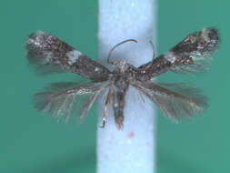 Image of <i>Elachista cinereopunctella</i>