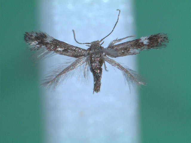 Image of Elachista juliensis Frey 1870