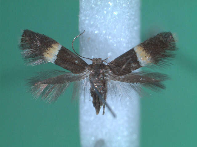 Image of Elachista bisulcella Zeller 1850