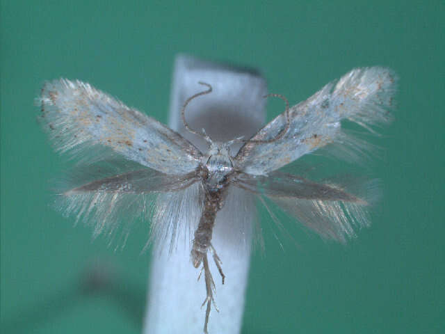Image of Elachista subocellea Stephens 1834