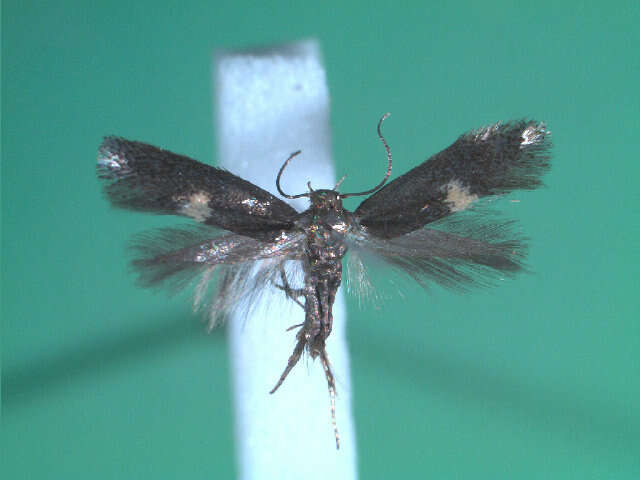 Image of <i>Perittia herrichiella</i>