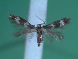 Imagem de <i>Elachista bifasciella</i>