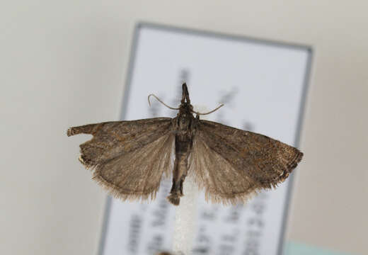 Image of Biota