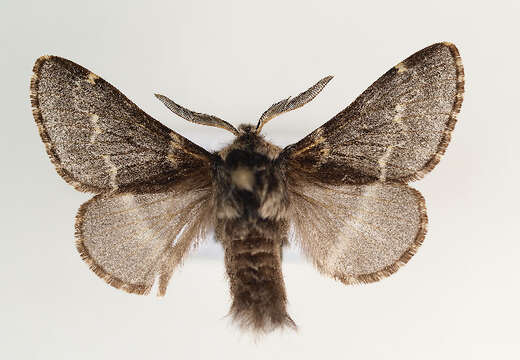 Image of Poecilocampa populi