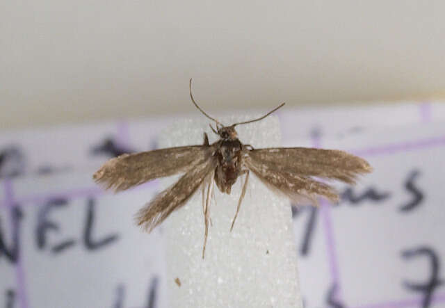 Image of fringe-tufted moths