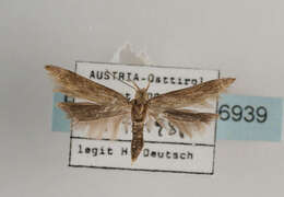 Image of Moth