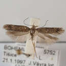 Image of Scrobipalpa pauperella Heinemann 1870