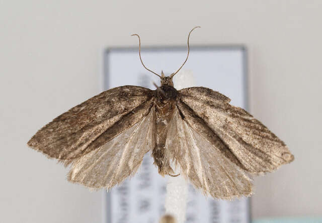 Image of Acleris hastiana Linnaeus 1758