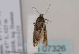 Image of square-barred bell moth