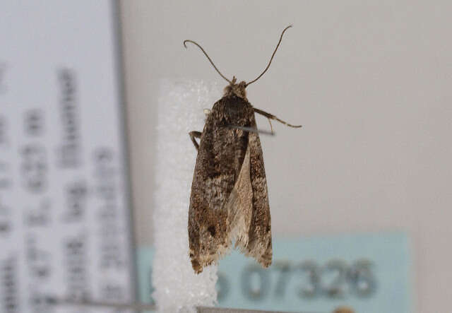 Image of square-barred bell moth