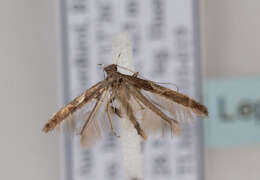 Image of Caloptilia fidella (Reutti 1853)