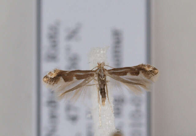 صورة Phyllonorycter salictella (Zeller 1846)