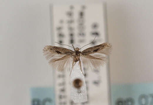 Image of ribbed cocoon-maker moths