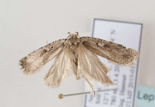 Image of Agonopterix ocellana Fabricius 1775