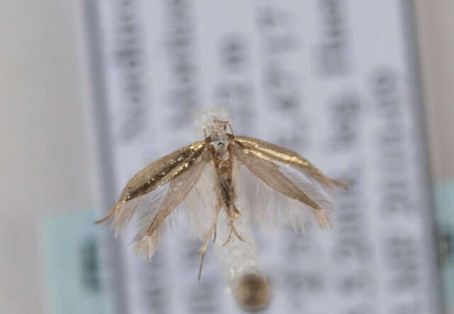 Image of Argyresthia arceuthina Zeller 1839