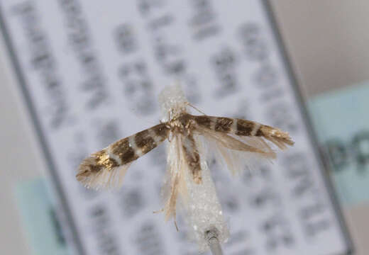 Imagem de Argyresthia trifasciata Staudinger 1871